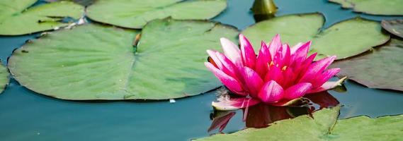 Pink lotuses in clear water. Beautiful water lilies in the pond. Asian flower - a symbol of relaxation. photo
