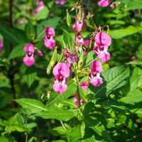 Flores rosadas de bálsamo del Himalaya impatiens glandulifera foto