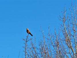 Kestrel perched on a bare winter branch with a blue sky photo
