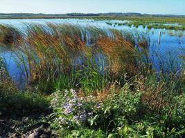 Hábitat de humedales en St Aidans Nature Park West Yorkshire, Inglaterra foto