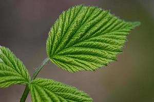 Wild blackberry leaf photo