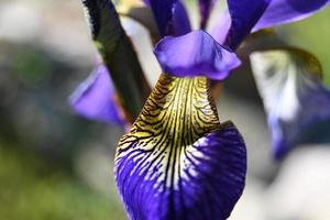 pétalo de iris brillante foto