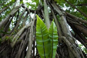 Lush vegetation in Singapore photo