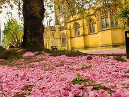 Pink cherry blossom petals covering the ground at Manchester Cathedral photo