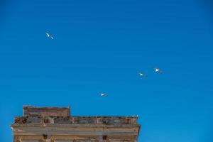 Gaviotas y palomas en Egina, Grecia foto