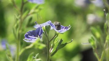 Macro d'une petite abeille sauvage recueillant le nectar sur les fleurs bleues video