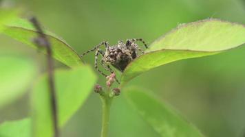 macro de uma aranha araneus angulatus, tecendo orbe, sentada em uma folha de planta, aguardando sua presa