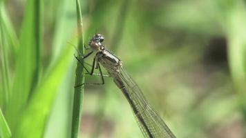 Macro of a dragonfly Lestes Dryas perched on a blade of grass swaying in a light breeze