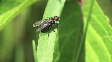 macro d'une mouche domestique assise sur l'herbe et se cachant d'un petit insecte volant au-dessus video