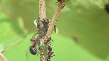 Macro of wood ants grazing and guarding aphids on the stem of a plant video