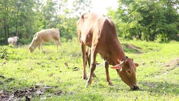 bruine koeien grazen in het veld. video