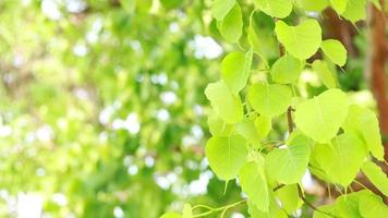 les feuilles de bodhi sont vert clair et copient l'espace.