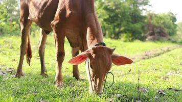 bruine koeien grazen in het veld. video