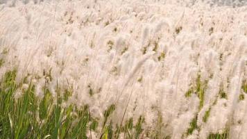 Imperata cylindrica field o cogon grass y sun flare en tiempos de la tarde y se mueve con el viento video