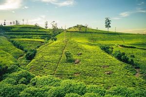 paisaje de una granja de té en haputale, hill country, sri lanka foto