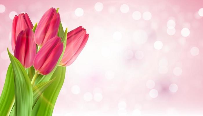 Tulip Flower Background Vector Art, Icons, and Graphics for Free Download