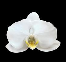 Realistic 3d orchid flower isolated on black background. Vector Illustration
