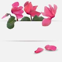 Realistic Natural Cyclamen Flower Background. Cyclamen background can be used for magazine, web, advertising. Vector Illustration