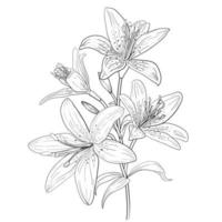 Outline of blooming lily Hand drawn lilies vector