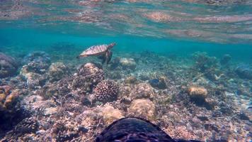 visão subaquática de uma tartaruga das Maldivas nadando sobre um recife de coral