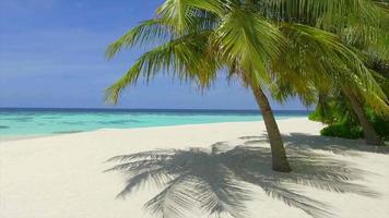 A scenic tropical island beach with palm trees in the Maldives.