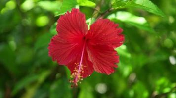 fleur tropicale d'hibiscus rouge.