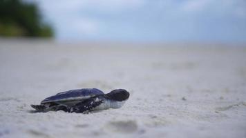 A baby sea turtle crawls on the beach. video