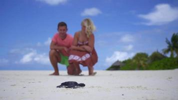 um casal observa uma tartaruga marinha bebê das Maldivas rastejar na praia. video
