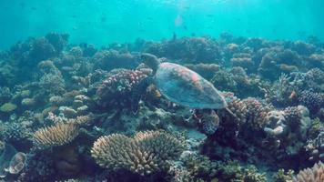 Underwater view of a maldivian sea turtle swimming over a coral reef.