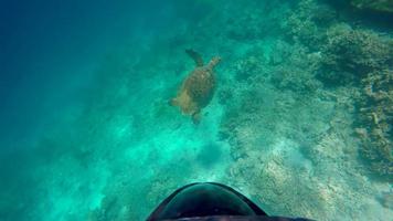 POV underwater view of a maldivian sea turtle swimming over a coral reef.