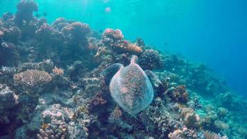 visão subaquática de uma tartaruga do mar das Maldivas nadando sobre um recife de coral.