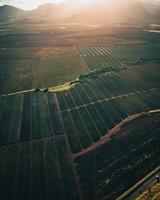 Helicopter aerial view of a pineapple plantation in Oahu, Hawaii photo