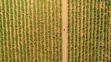 vue aérienne d'un homme marchant dans un champ de vigne.