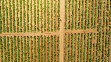 vista aérea de un campo de viñedos. video
