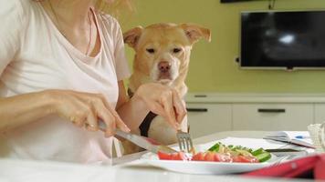 mujer con un perro en la cocina en la mesa desayuno amistad de hombre y mascota