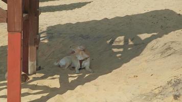 le chien se trouve sur la plage journée d'été ensoleillée video