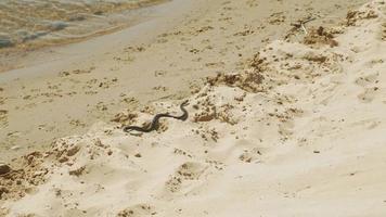 serpiente en la playa verano