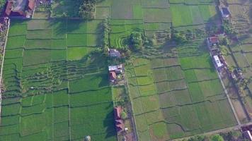 luchtfoto drone uitzicht op de groene landbouwvelden in indonesië. video