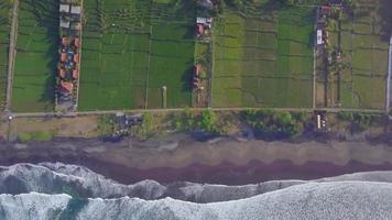 vista aérea de drone de los campos de cultivo verdes, la playa y el mar en Indonesia. video