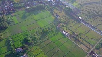 Aerial drone view of the green farming fields in Indonesia.