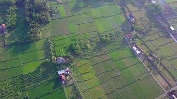 vista aerea del drone dei campi agricoli verdi in indonesia. video