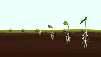 etapas de la germinación de la semilla de cannabis desde la semilla hasta el brote, ilustración realista. proceso de siembra de marihuana vector