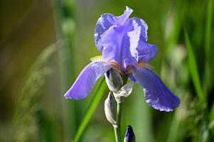 Bright blue iris photo