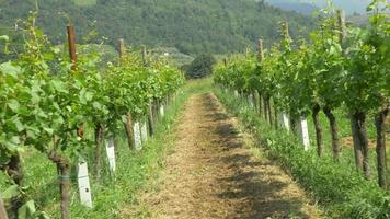 fileiras de uvas crescendo em um campo de vinhedo na itália, europa.