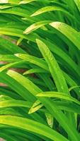 Hoja de pandan verde fresca que crece en el fondo de textura de jardín foto