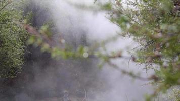 primo piano dei rami degli alberi e degli aghi di pino nella nebbia su un fiume.