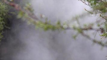 närbild av trädgrenar och tallnålar i dimma över en flod. video