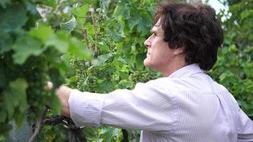 ritratto di un professore in pensione insegnante in un giardino che controlla l'uva su una vite.