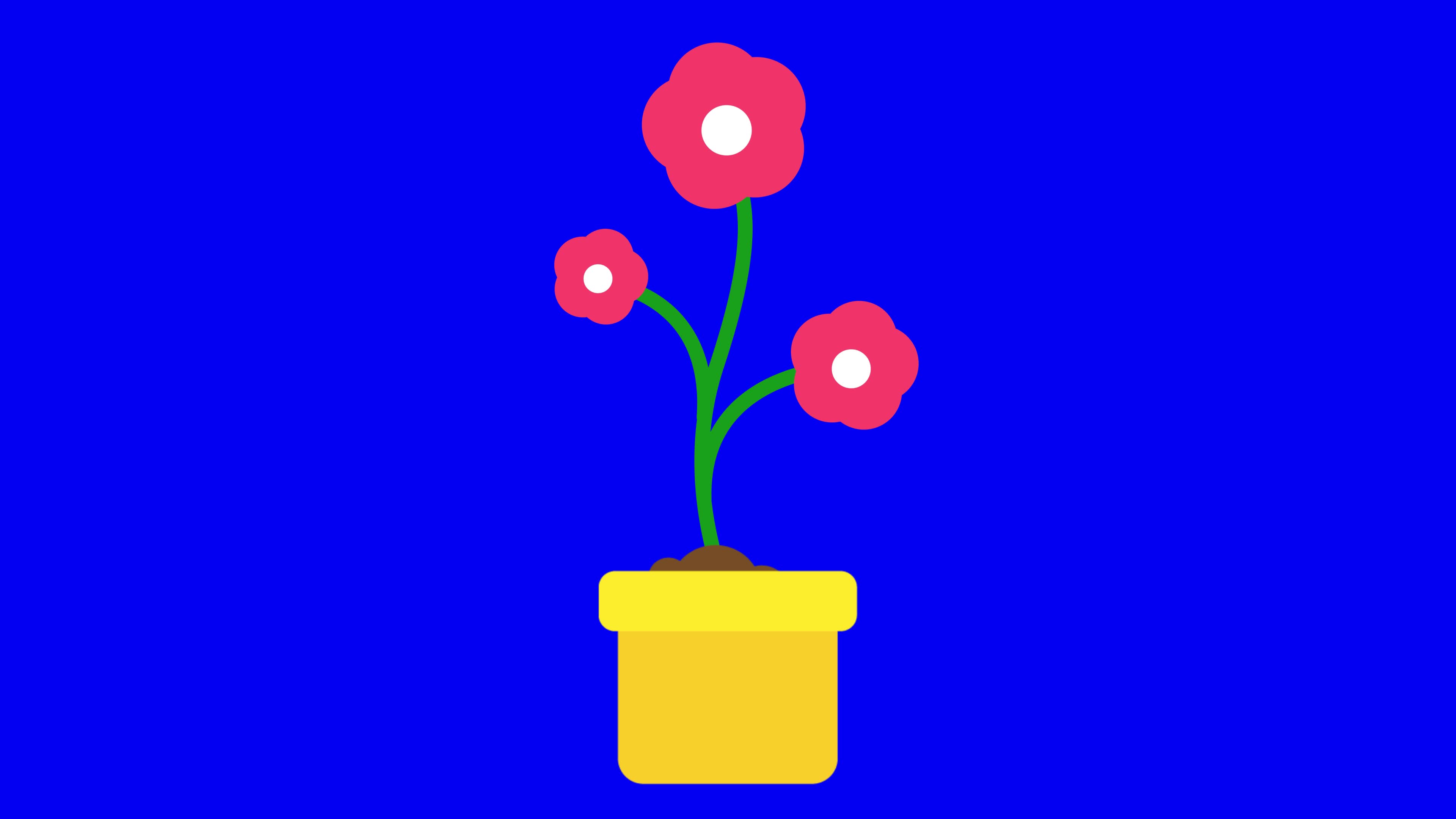 Animated blooming process of pink flower in yellow flowerpot. 2648350 ...