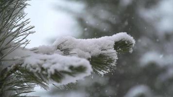neige qui neige sur un arbre en hiver.